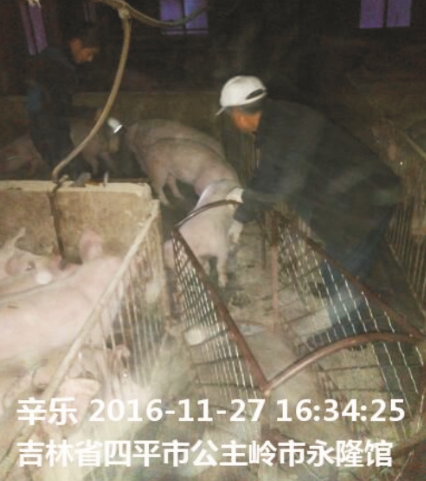 海德威仔豬濃縮料（H208）的實(shí)證案例一